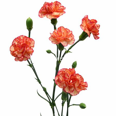 CarnMini Zenith Sole