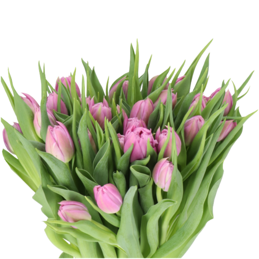 Tulip Dbl Price holl