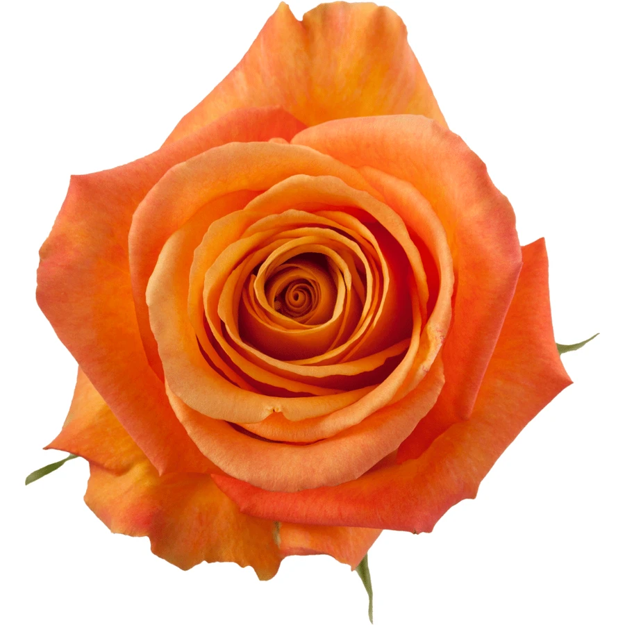 Rose Confidential 60cm rprima