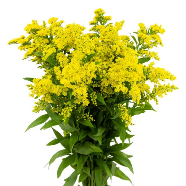 Solidago Golden Glory  misty