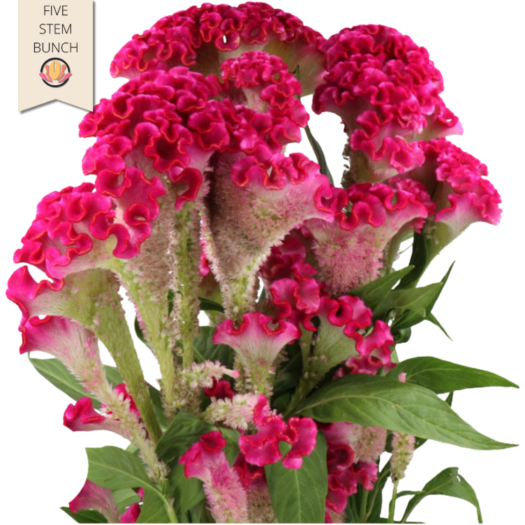Coxcomb Hot Pink holl (x5 stems)