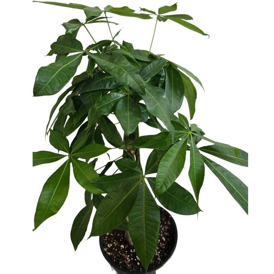 8" Money Tree
