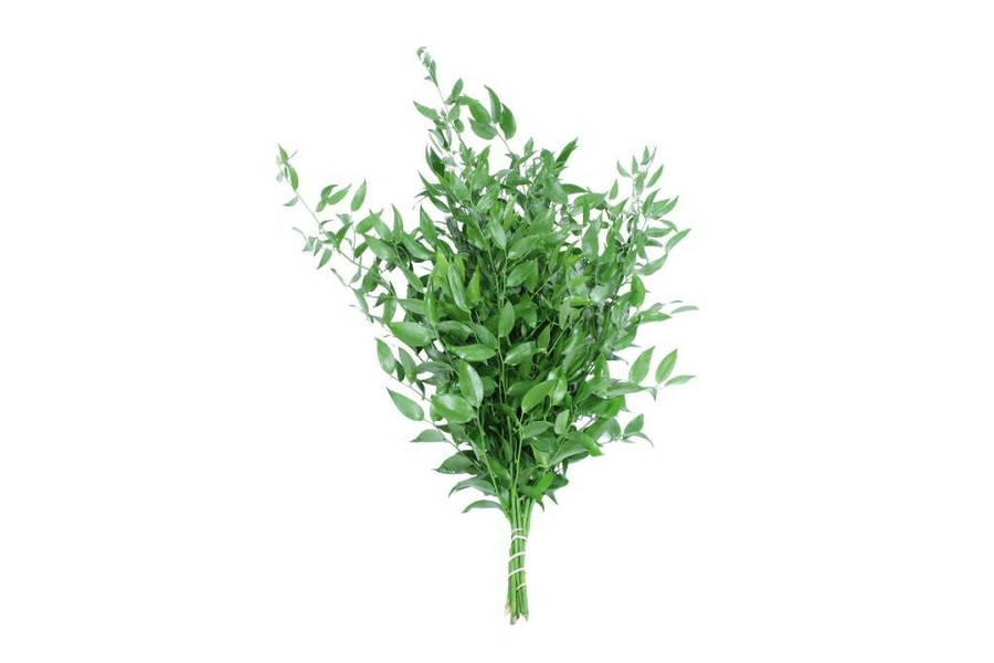 Italian Ruscus 80cm chile