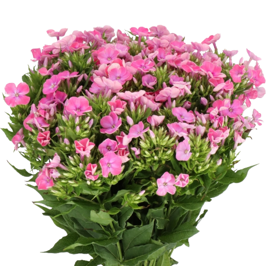 Phlox Senora holl