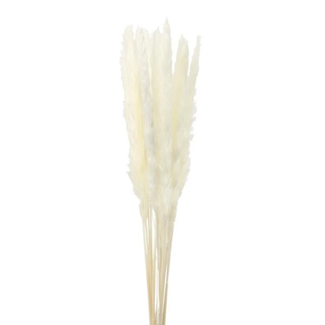 Dried Cortaderia Silvey Bleach