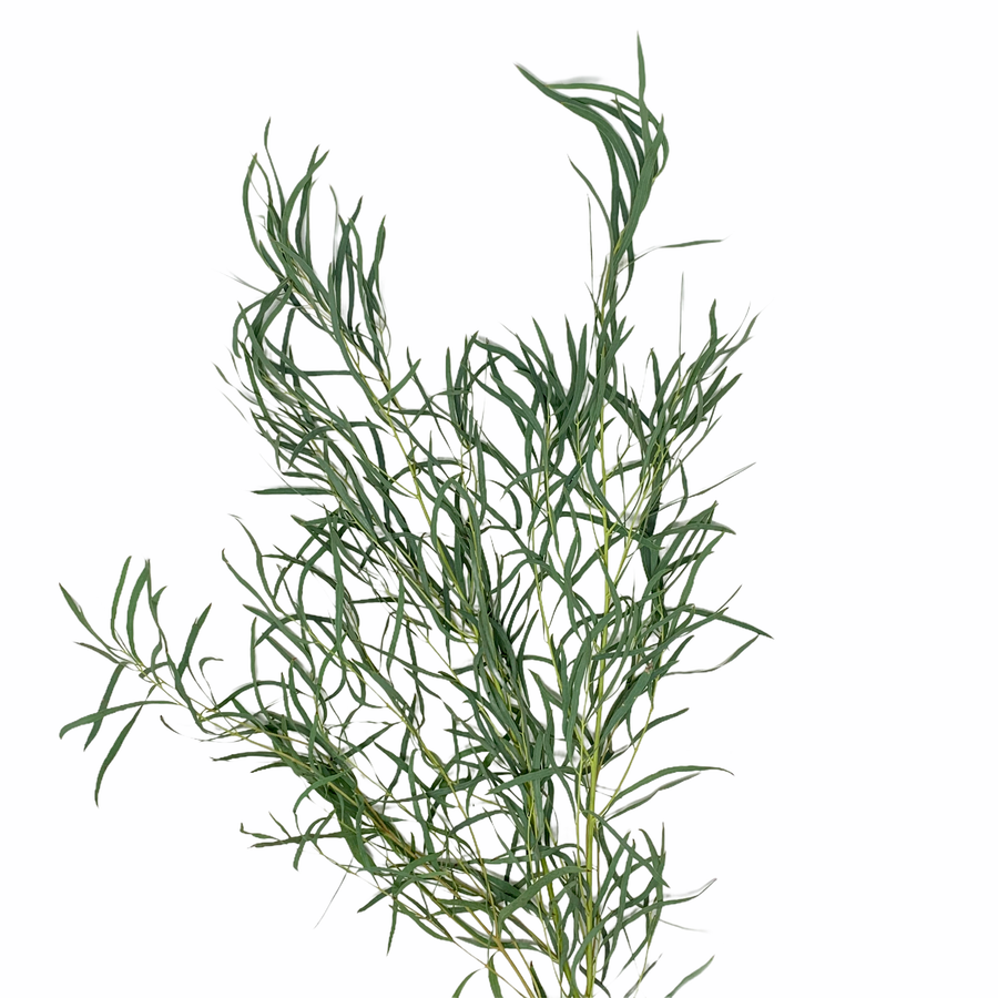 Eucalyptus Feathering fbi