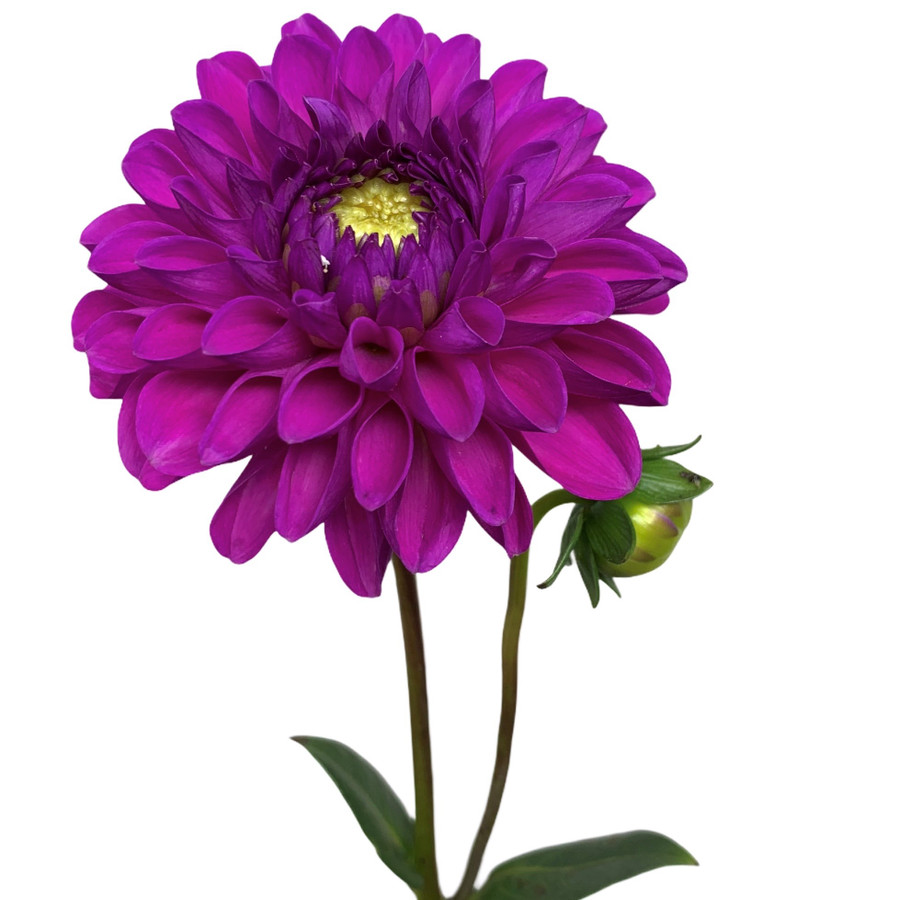 Dahlia Purple Fox holl