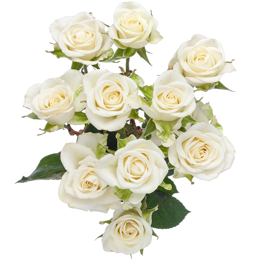 RoseSpray Snowflake RFI