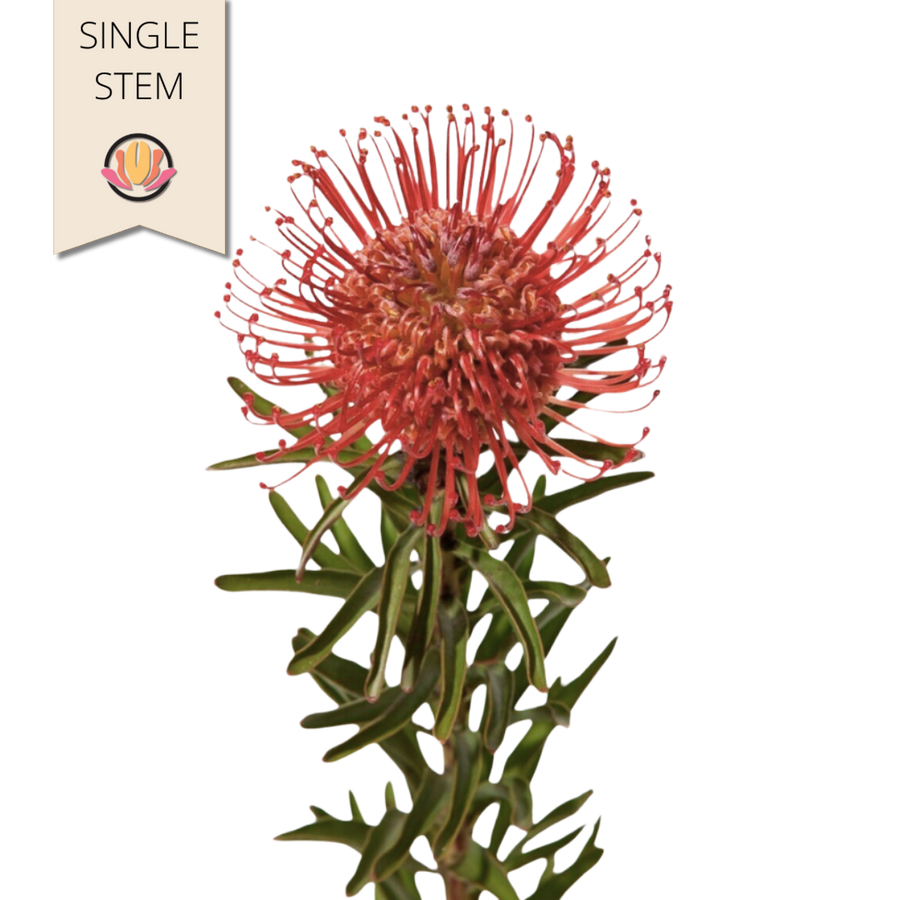 Pins Sunrise(red) fresca