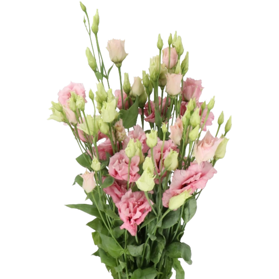 Lisianthus Alissa Pink holl