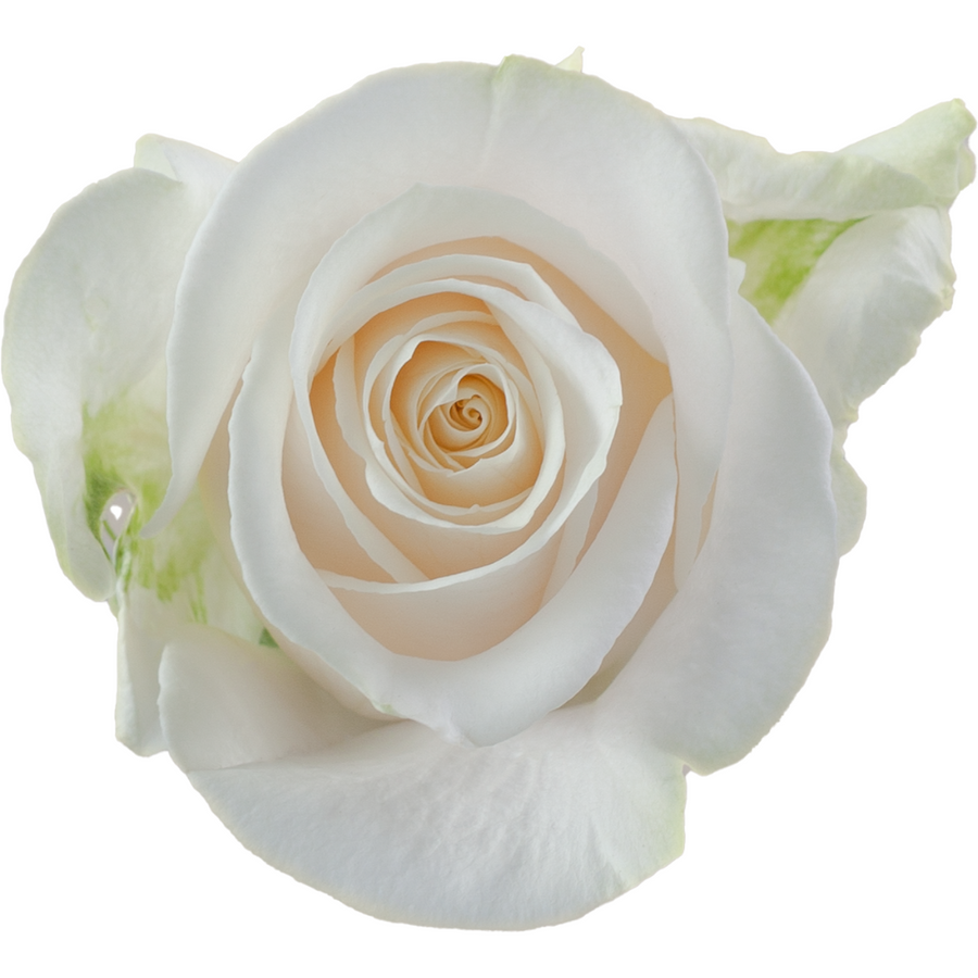 Rose Vendella 50cm florecal