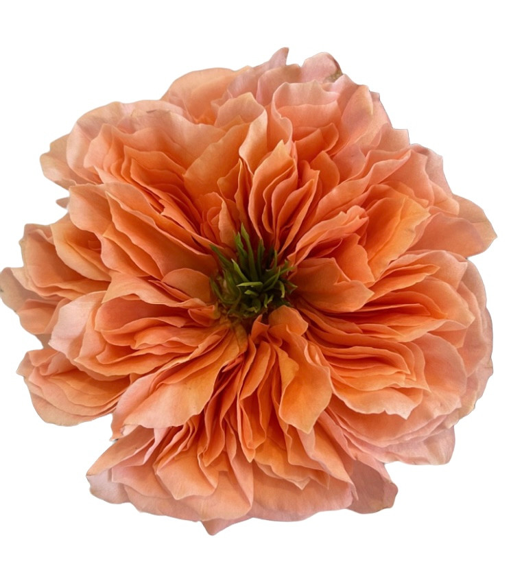 Rose Mandarin Expression 60 rp