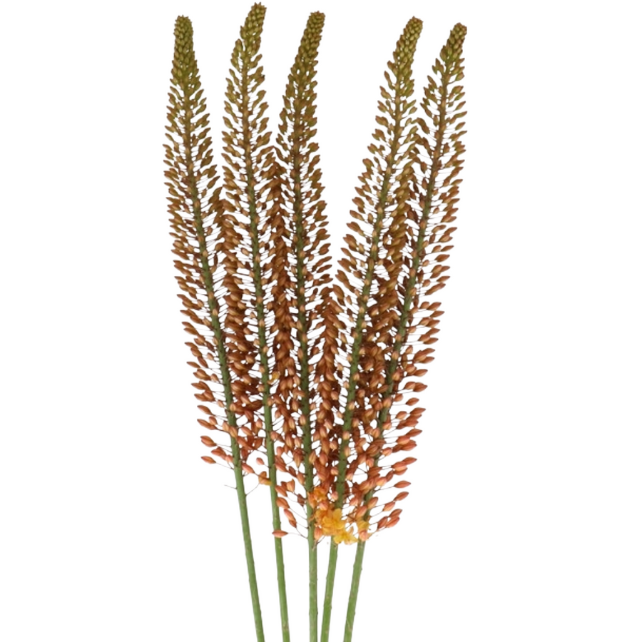 Eremurus Rumba holl