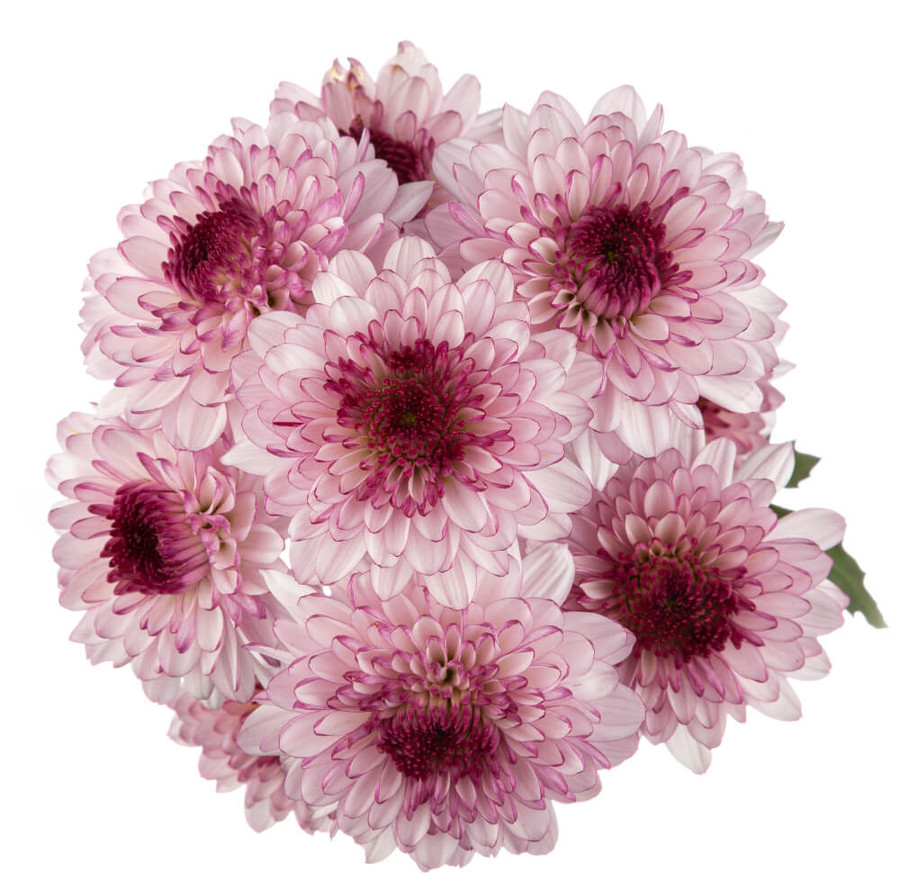 Pom Novelty Shortcake sole