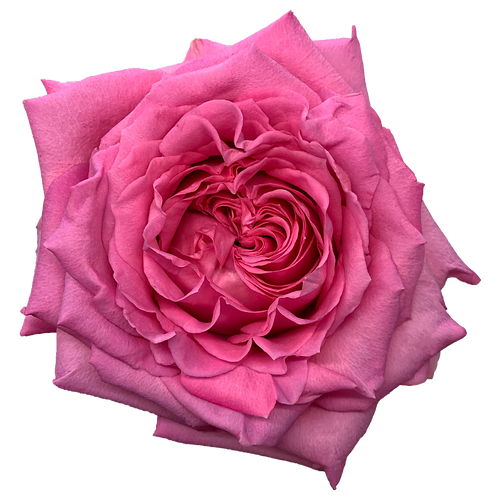 Rose Martina 50cm florecal