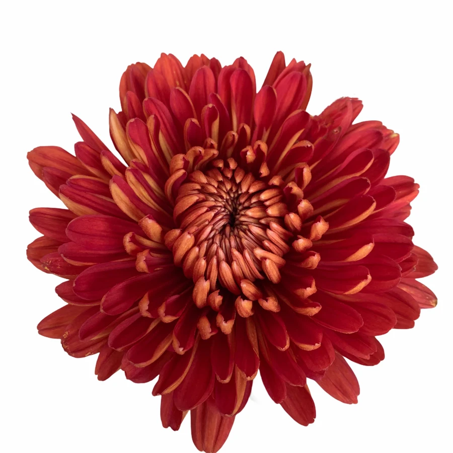 Mum Cremon Copper Red SOLE