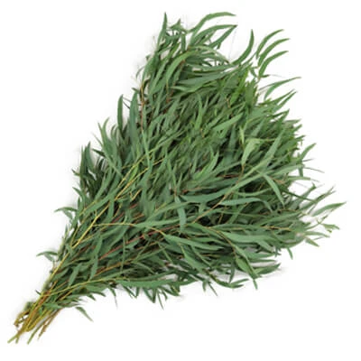 Eucalpytus Willow fbi