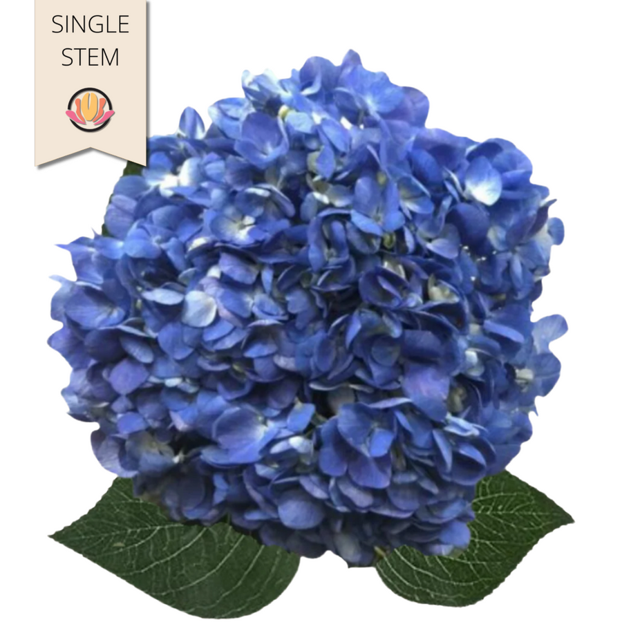 Hydrangea Shocking Blue trilog
