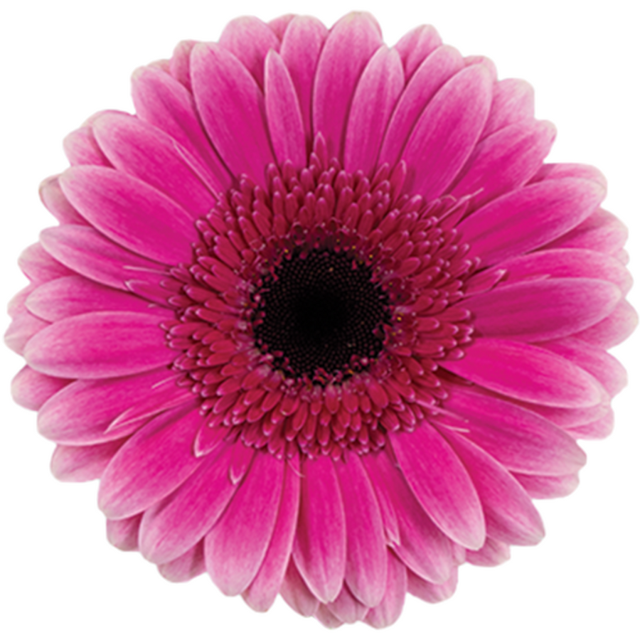 Gerber Spinoff canada