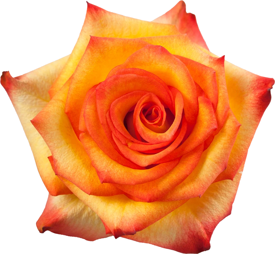 Rose High & Magic 50cm tessa