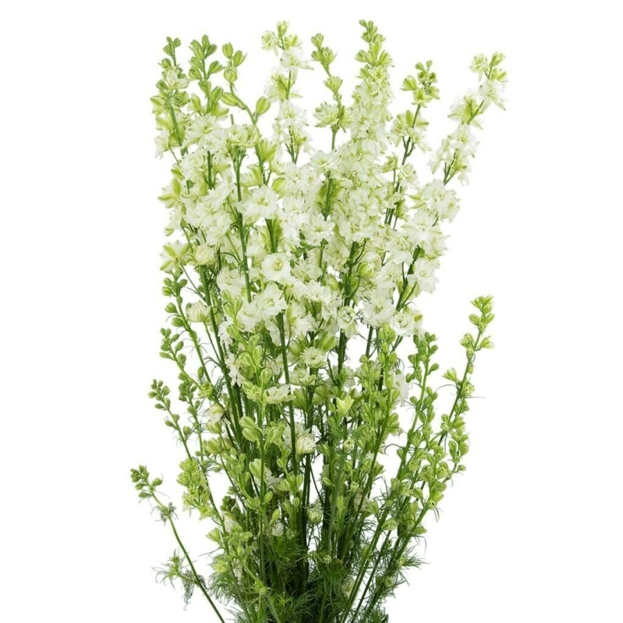 Larkspur White sole