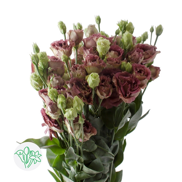 Lisianthus Bohemian Choco holl