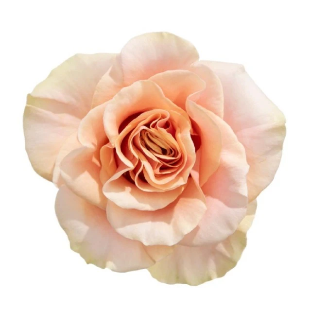 Rose Phoenix 50cm RFI