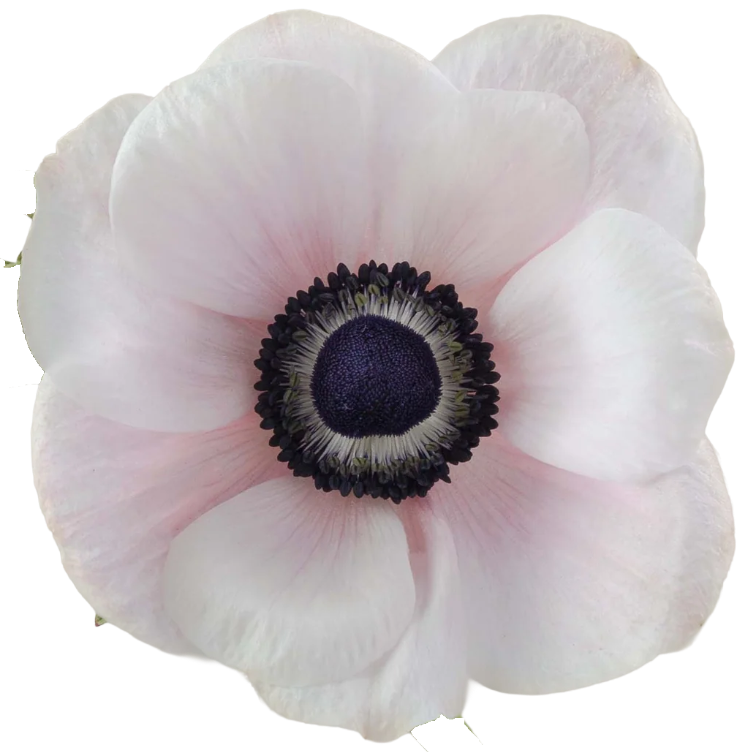Anemone White Panda, Rosaprima