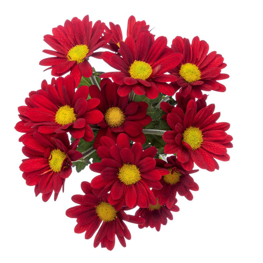 Pom Daisy Valentino sole