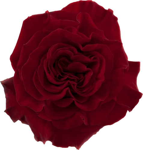 Rose Hearts 40cm RPRIMA