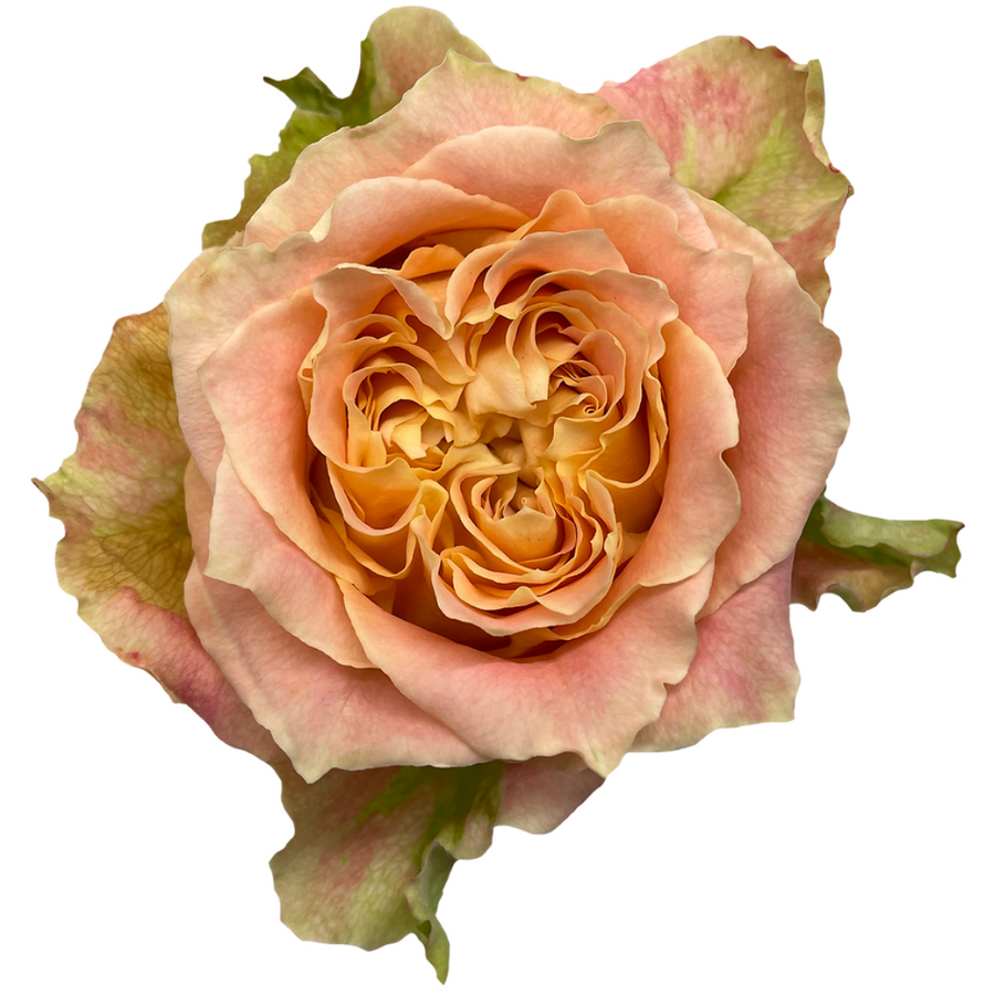 Rose Garden Spray Louise 50cm Florecal