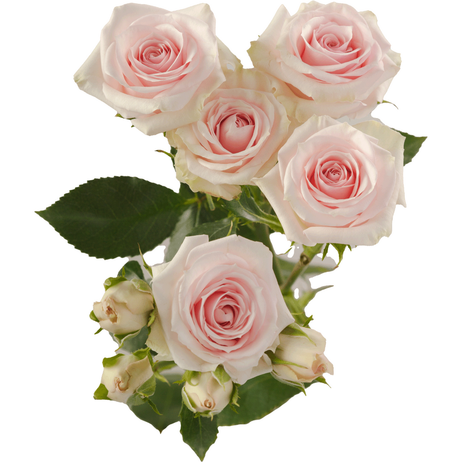 RoseSpray Starblush rprima