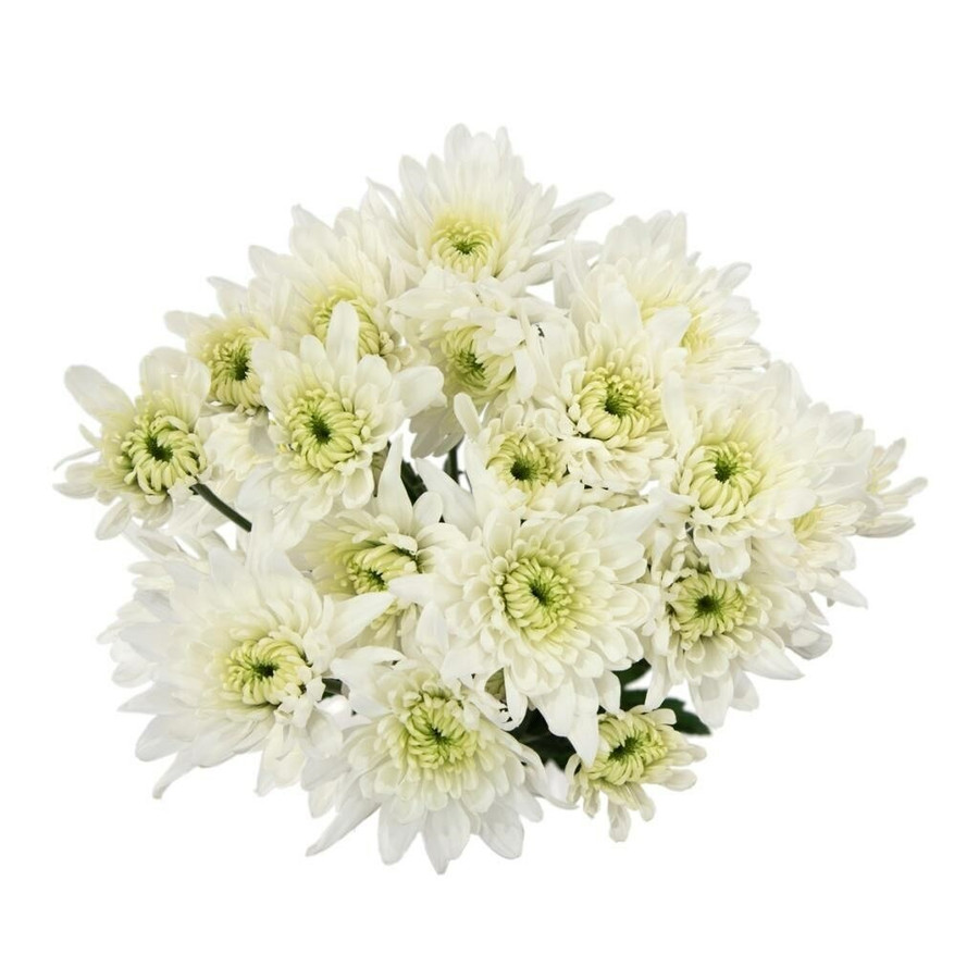 Pom Cushion White Multiflora