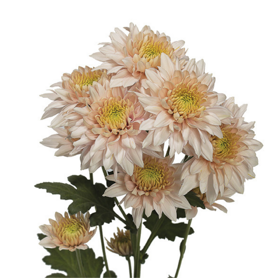 Pom Cushion Romancero Yellow s