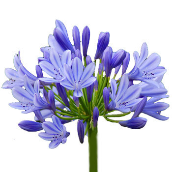 Agapanthus Blue bella - AG BLUE BELLLA