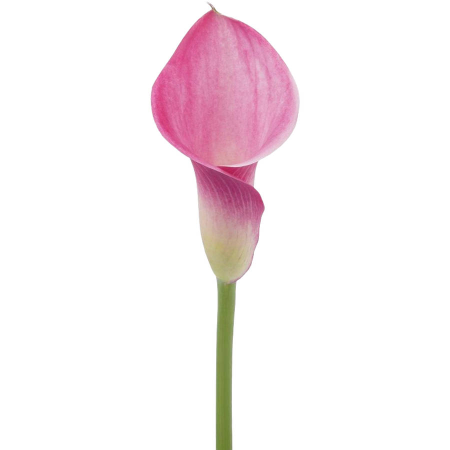 Calla Fantasia esmeralda