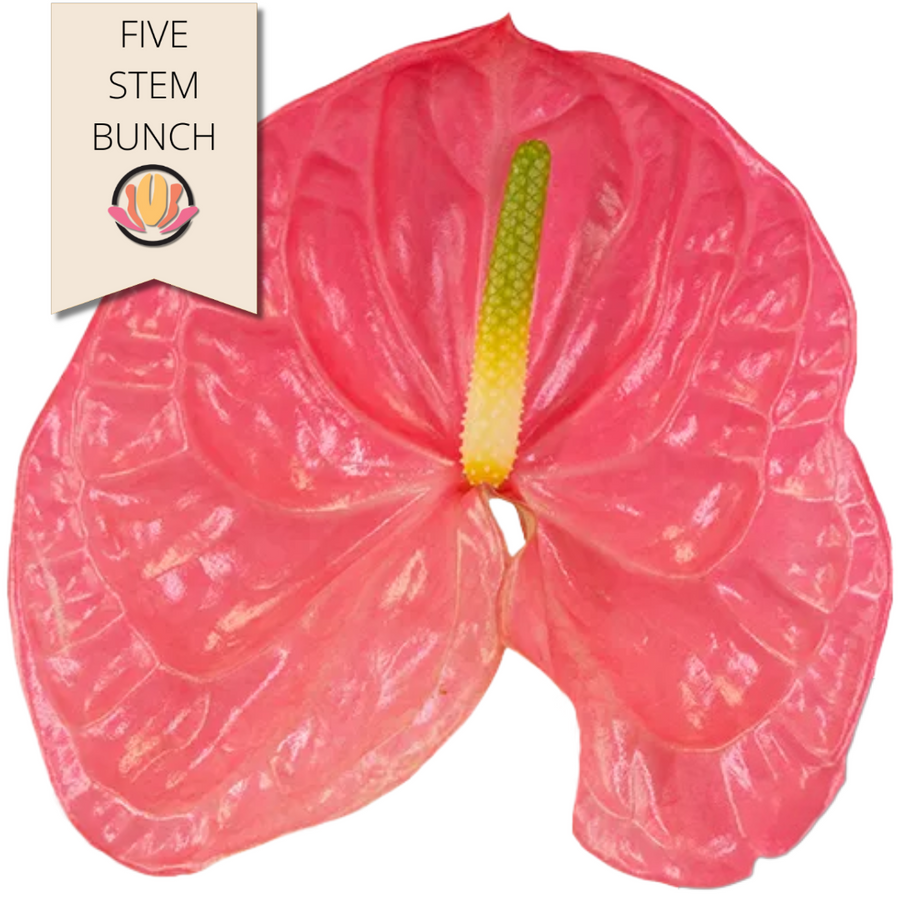 Anthurium Carabo (5st)med can