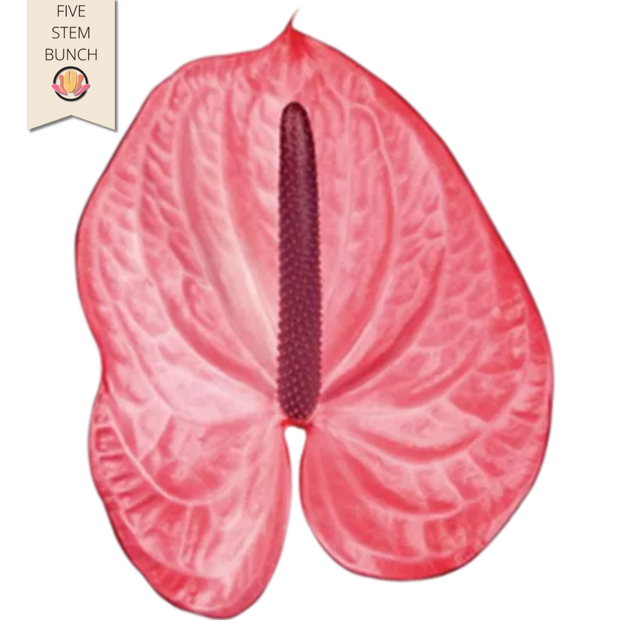 Anthurium Candy Large (5 stems), Rosaflora
