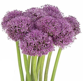 Allium Gladiator 70cm holl