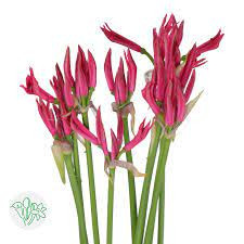 Nerine Favoriet holl