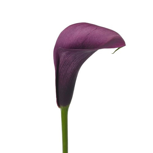 Callas Strauss esmeralda