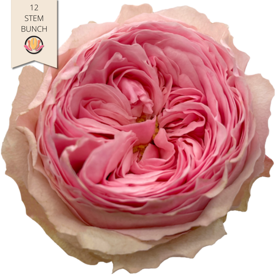 Rose Garden Mansfield 40cm florecal (x12 st)