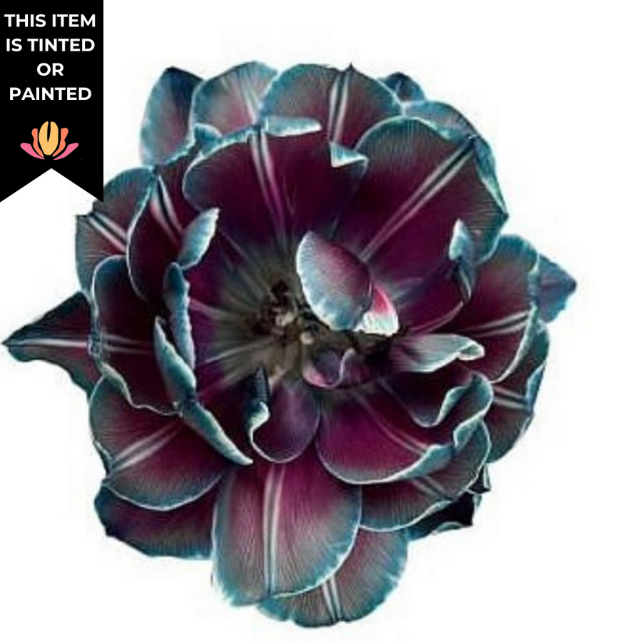 Tulips Dbl Moscow Midnight hol