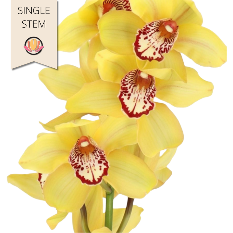 Cymbidium Yellow Holex (st)