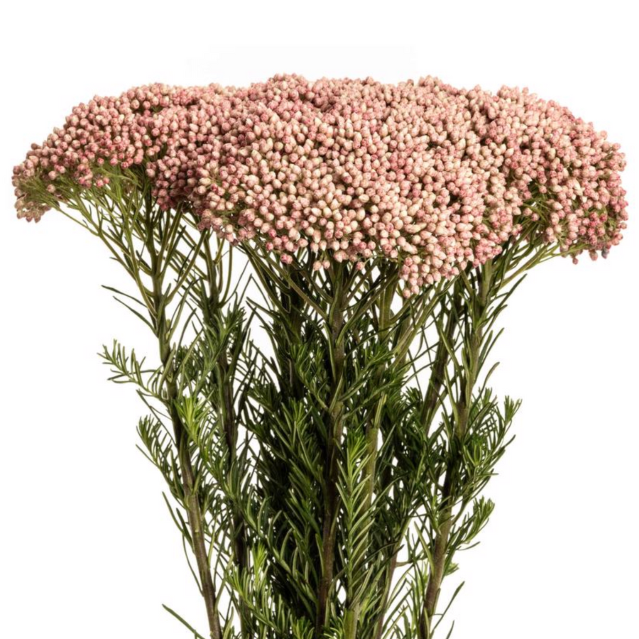 Rice Flower Pink 50cm esmerald