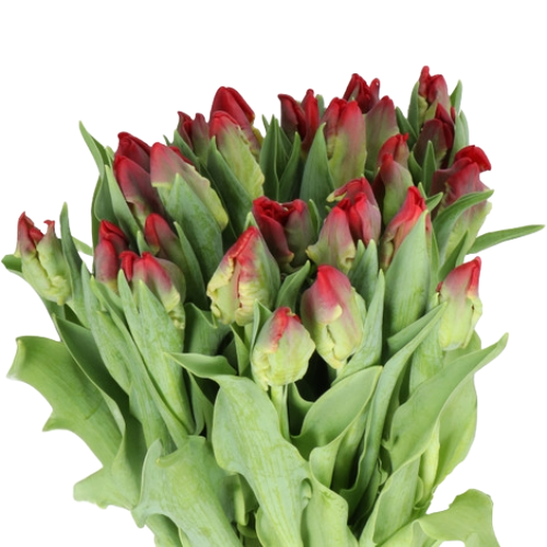 TulipParrot Red, Holex