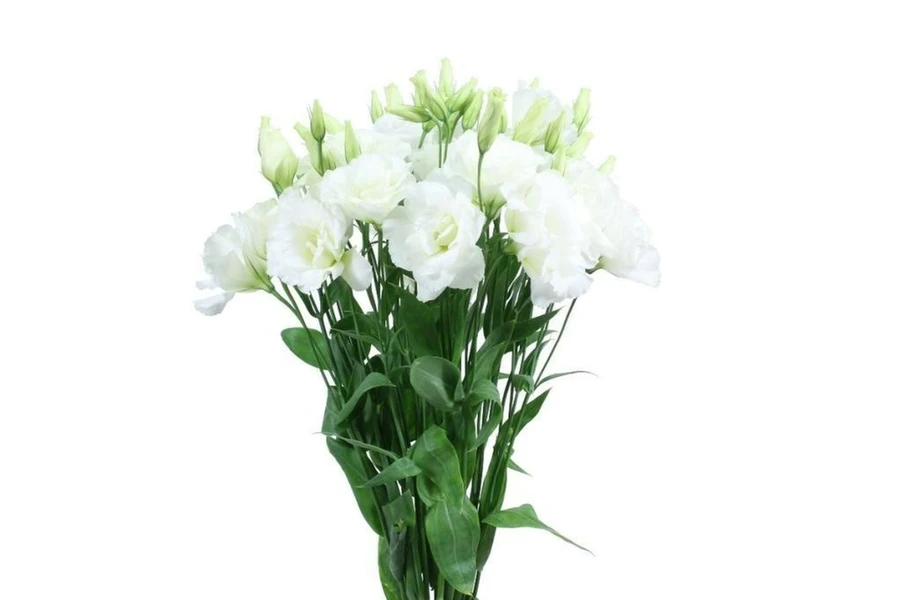 Lisianthus White israeli