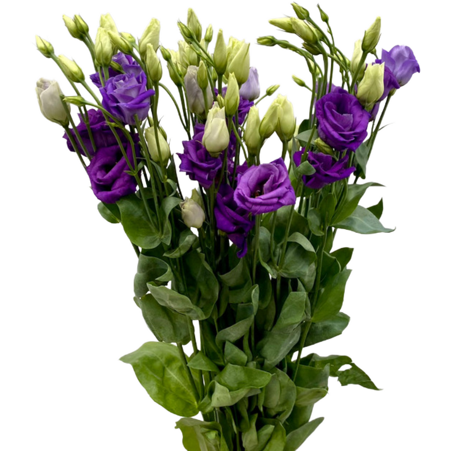 Lisianthus Purple israeli