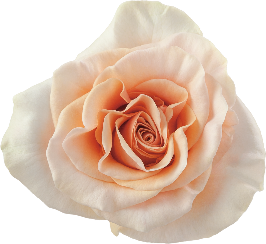 Rose Phoenix 50cm rprima