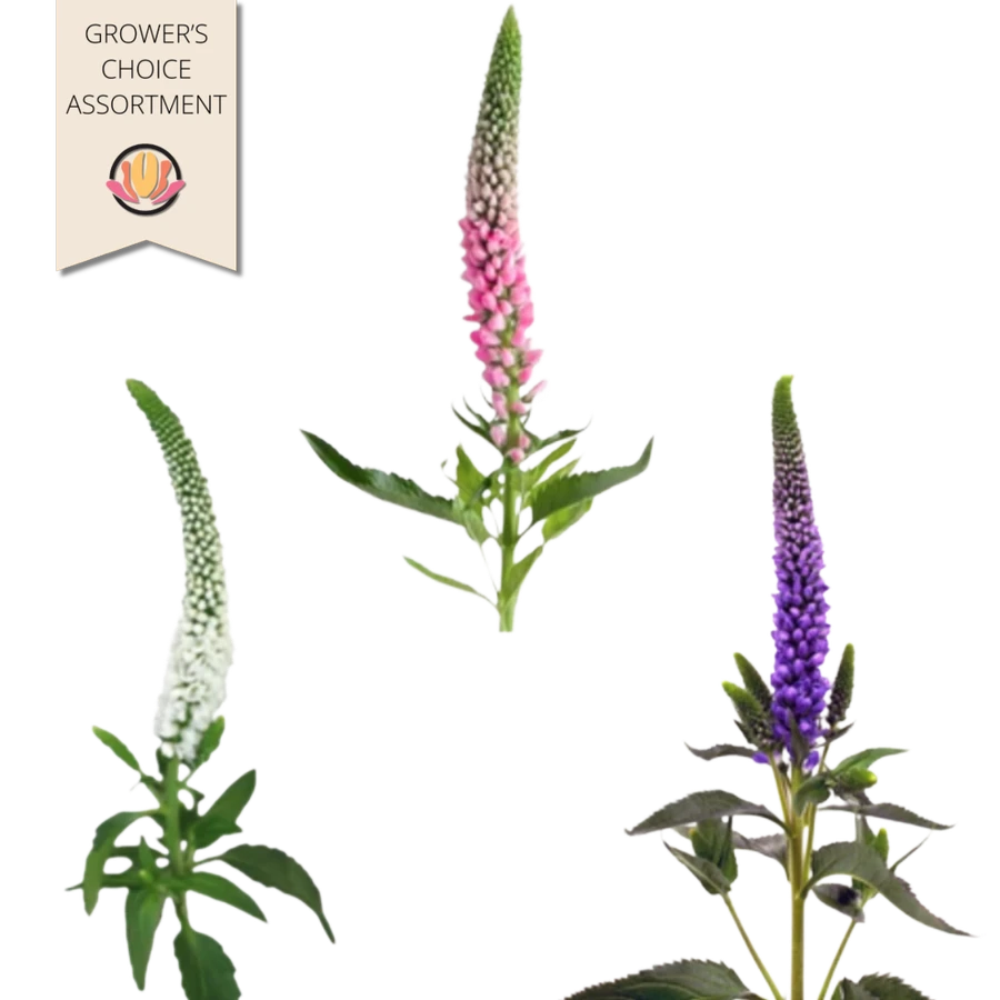 Veronica Mixed 5bu f.c.